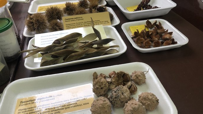 Zbiór nasion Ogrodu Botanicznego Zbiór nasion Ogrodu Botanicznego