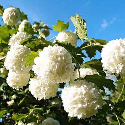Kalina koralowa 'Roseum' (Viburnum opulus L. 'Roseum')