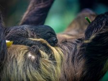 fot. Zoo w Łodzi