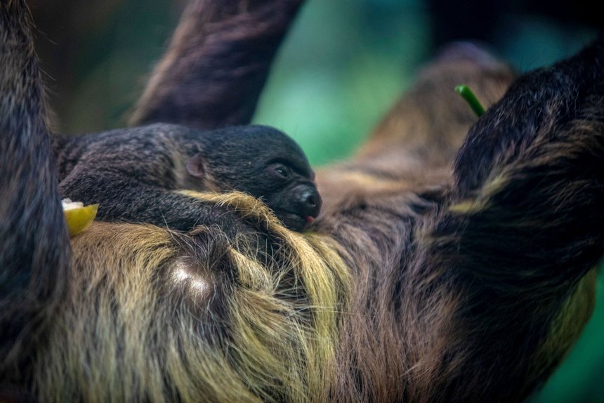 fot. Zoo w Łodzi