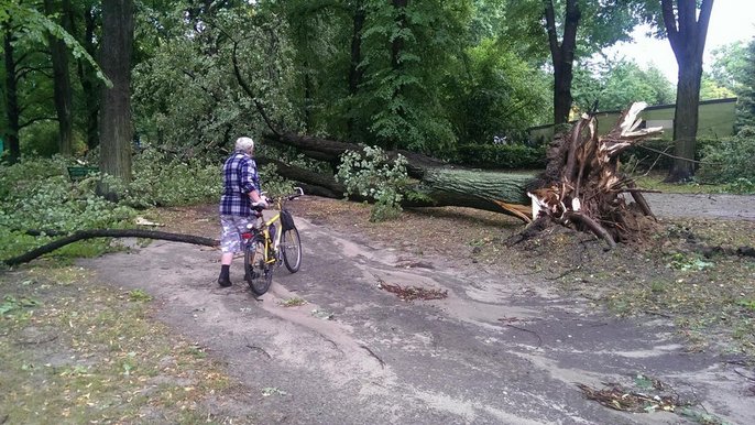 Powalone drzewo w Parku Julianowskim Powalone drzewo w Parku Julianowskim - fot. Hanna Zubrzycka / UMŁ