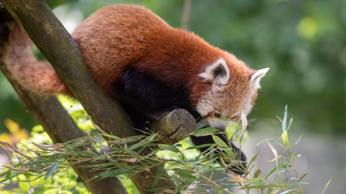 Międzynarodowy Dzień Pandy Rudej Międzynarodowy Dzień Pandy Rudej