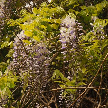 Glicynia kwiecista (Wisteria floribunda)