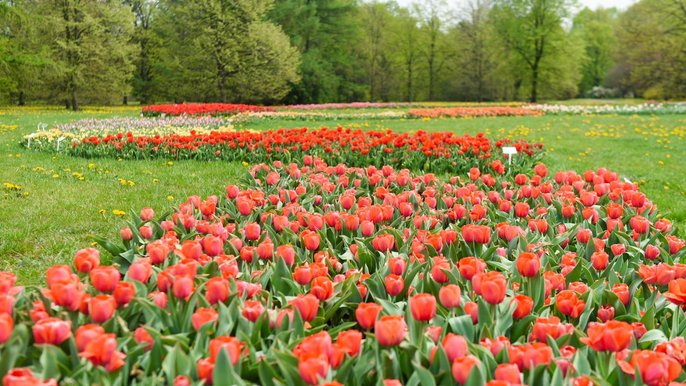 Łódzki Ogród Botaniczny Łódzki Ogród Botaniczny - fot. Archiwum UMŁ