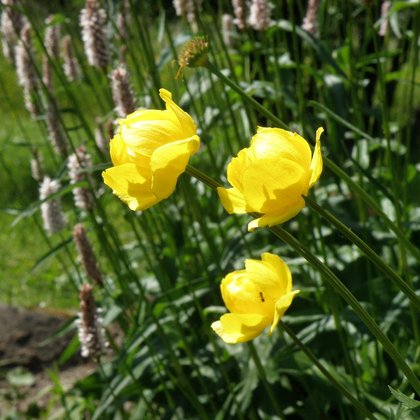 Pełnik europejski (Trollius europaeus L.), K. Biadasiewicz