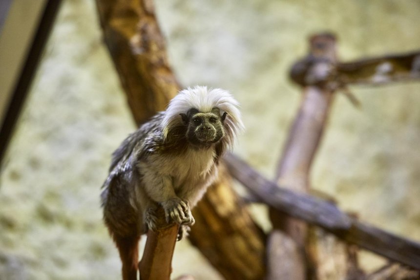 Nowe pomieszczenia małpiarni mają aranżację przypominającą naturalne warunki, w których przebywają zwierzęta Fot. Radosław Jóźwiak / UMŁ