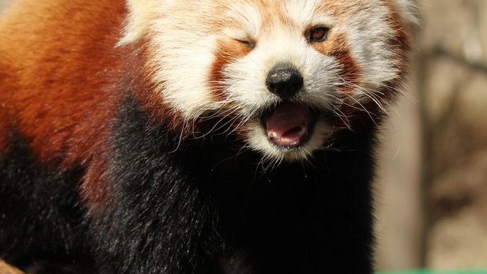 Panda mała Panda mała - Adam Bandel