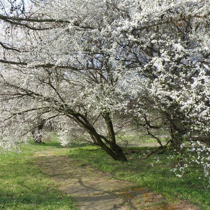 Śliwa domowa mirabelka (Prunus domestica subsp. s , K. Biadasiewicz