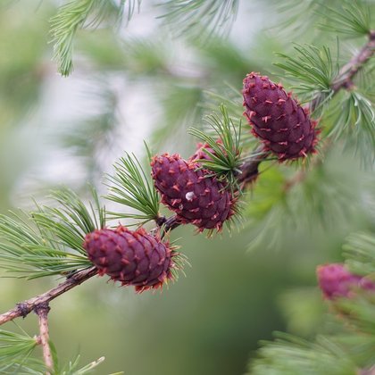 Modrzew europejski (Larix decidua Mill.) , K. Biadasiewicz