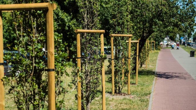 W ramach realizacji pierwszych zwycięskich projektów zeszłorocznego budżetu obywatelskiego, które dotyczyły zieleni w Łodzi, posadzono 35 nowych drzew przy ul. Zachodniej (w okolicach Manufaktury) oraz przy ul. Łagiewnickiej (między ulicami Wawel W ramach realizacji pierwszych zwycięskich projektów zeszłorocznego budżetu obywatelskiego, które dotyczyły zieleni w Łodzi, posadzono 35 nowych drzew przy ul. Zachodniej (w okolicach Manufaktury) oraz przy ul. Łagiewnickiej (między ulicami Wawel - fot. Radosław Żydowicz