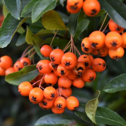 Ognik szkarłatny (Pyracantha coccinea) fot. A. Bednarek-Reszka