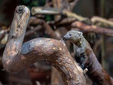 Zoo w Łodzi - galidia kasztanowata fot. ŁÓDŻ.PL