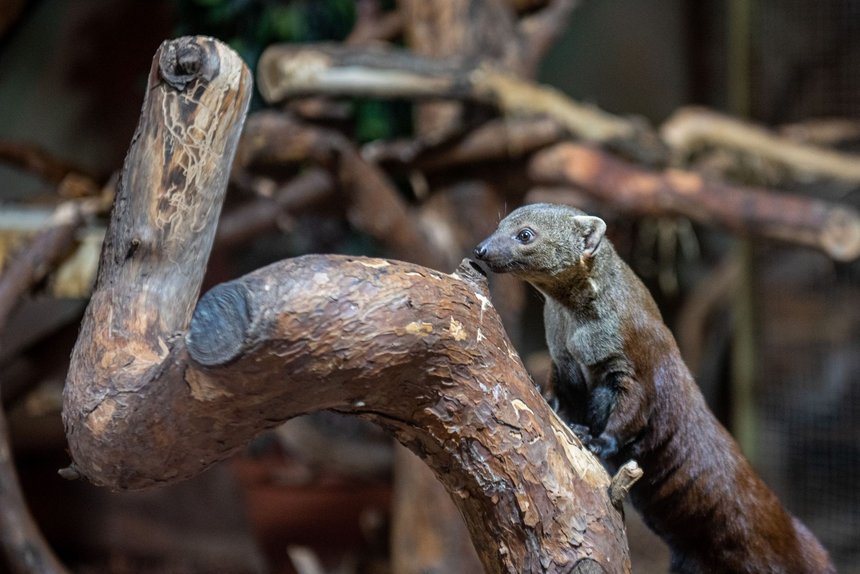 Zoo w Łodzi - galidia kasztanowata fot. ŁÓDŻ.PL