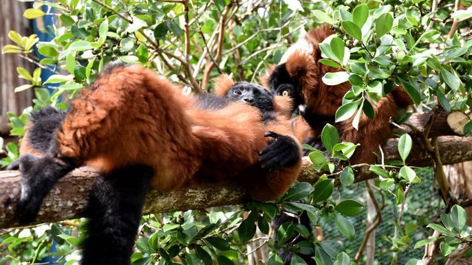 Lemur Eco Lemur Eco - EAZA