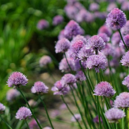 Czosnek szczypiorek (Allium schoenoprasum L.) , K. Biadasiewicz