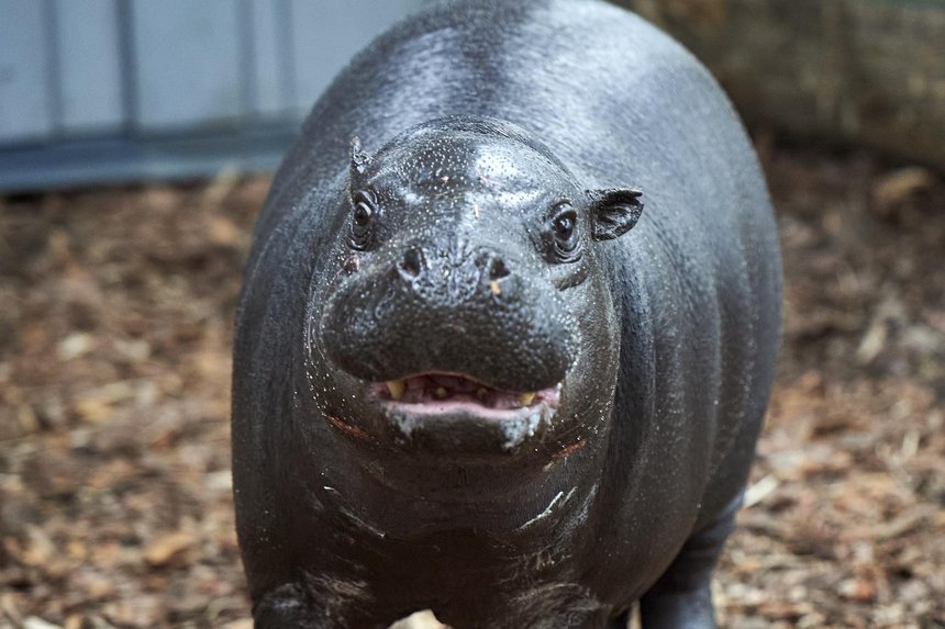 Randka w ciemno w łódzkim ZOO. Samica hipopotama karłowatego zamieszkała w łódzkim ogrodzie zoologicznym fot. Radosław Jóźwiak / mat. UMŁ