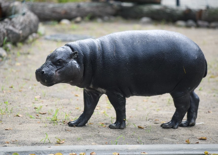 Choć jest mniejszy o swojego kuzyna, to do kruszynek nie należy. Ważący niermal 300 kg Jabari – samiec hipopotama karłowatego zamieszkał w nowym pawilonie łódzkiego ZOO.  fot. Paweł Łacheta
