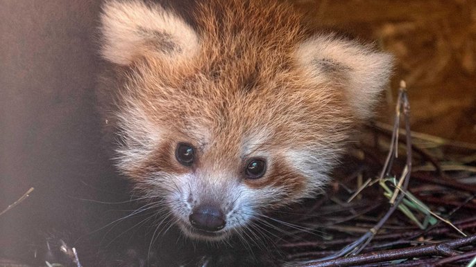 Panda mała, córka Ophelii i Otella, która pojawiła się na świecie 13 czerwca. Panda mała, córka Ophelii i Otella, która pojawiła się na świecie 13 czerwca.