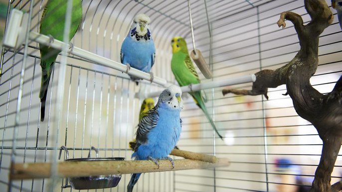 Osiem znalezionych papużek przebywa pod opieką strażników miejskich z Animal Patrolu, na posterunku przy ul. Rydla 19. Osiem znalezionych papużek przebywa pod opieką strażników miejskich z Animal Patrolu, na posterunku przy ul. Rydla 19. - fot. Radosław Jóźwiak