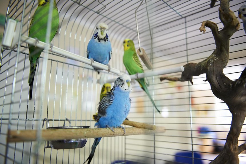 Osiem znalezionych papużek przebywa pod opieką strażników miejskich z Animal Patrolu, na posterunku przy ul. Rydla 19. fot. Radosław Jóźwiak