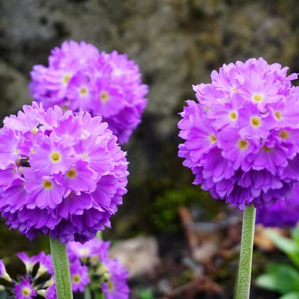 Pierwiosnek ząbkowany (Primula denticulata Sm.) , K. Biadasiewicz