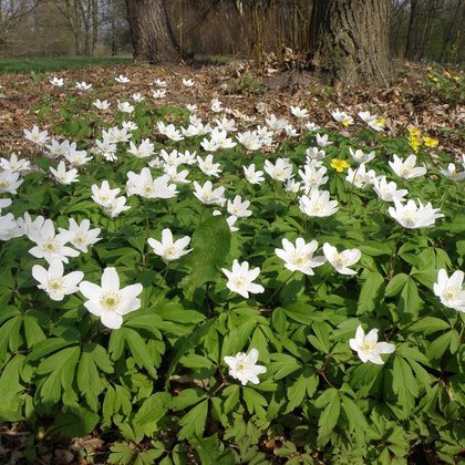 Zawilec gajowy (Anemone nemorosa L.) , K. Biadasiewicz