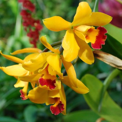 Cattleya hyb., Marcin Garbaczewski