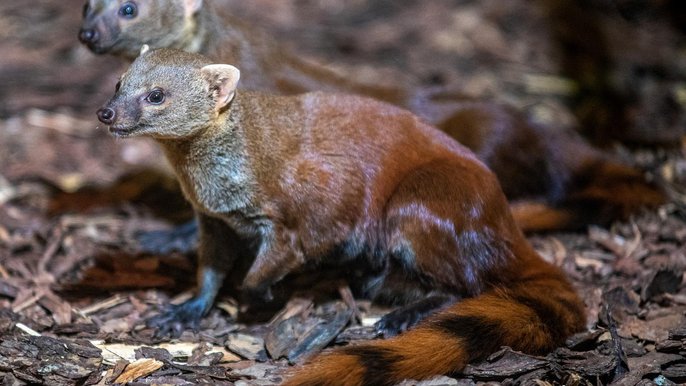 Galidia kasztanowata Galidia kasztanowata