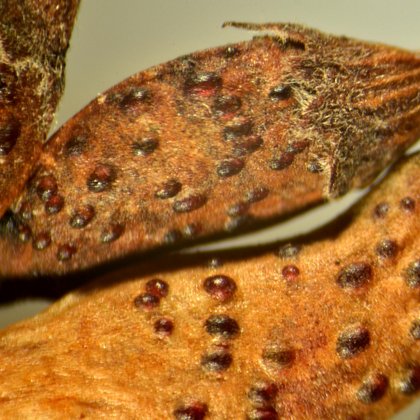 Amorfa siwa (Amorpha canescens L.), M. Jakubowski