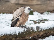 Zoo w Łodzi - sęp płowy fot. ŁÓDŹ.PL