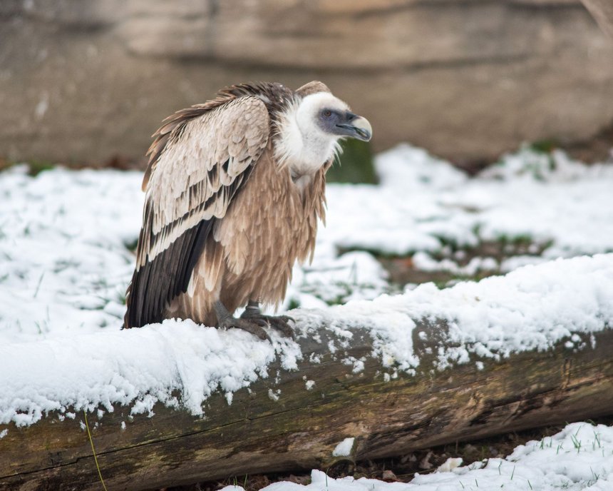Zoo w Łodzi - sęp płowy fot. ŁÓDŹ.PL