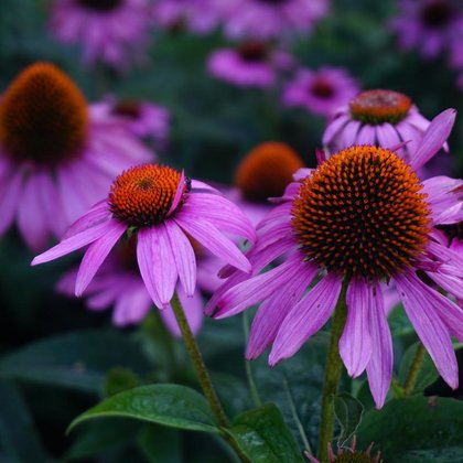 Jeżówka purpurowa (Echinacea purpurowa (L.) Moench) , K. Biadasiewicz