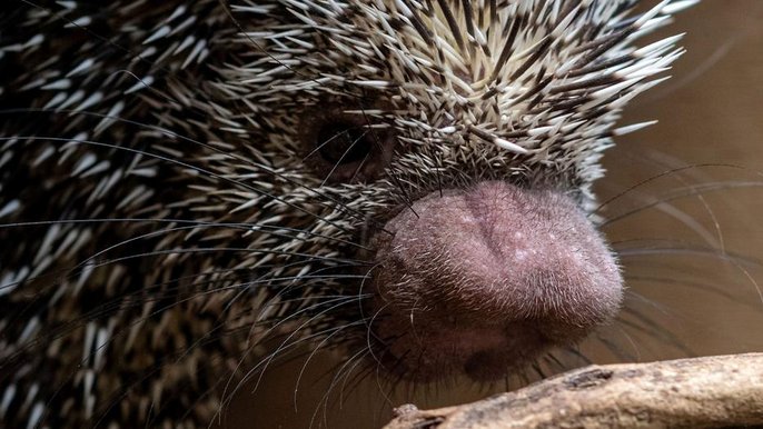 W Polsce koendu można zobaczyć jedynie w łódzim zoo. W Polsce koendu można zobaczyć jedynie w łódzim zoo. - fot. Paweł Łacheta