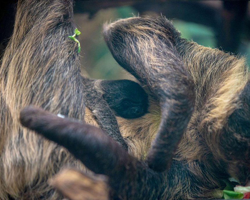 fot. Zoo w Łodzi
