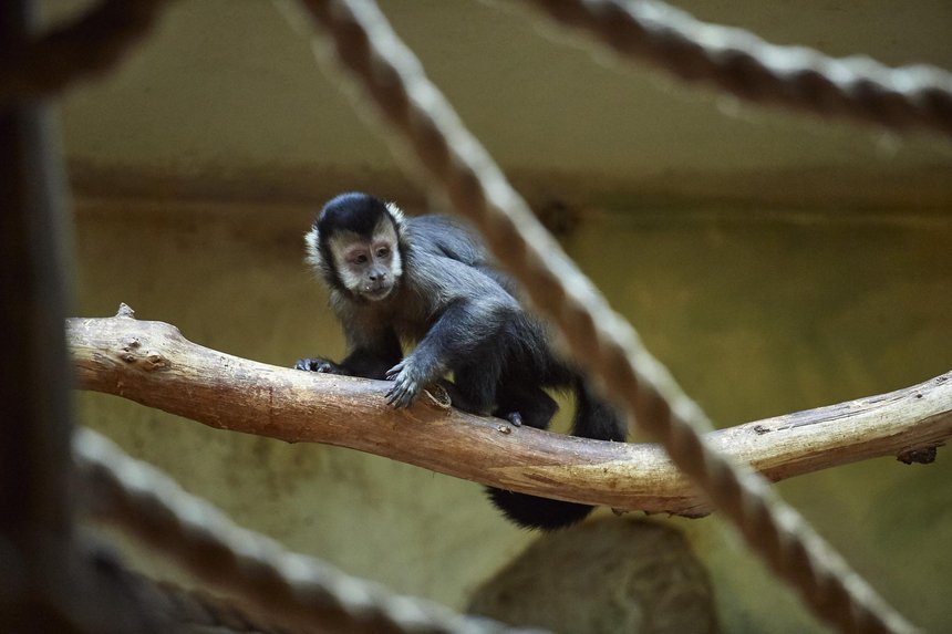 Nowe pomieszczenia małpiarni mają aranżację przypominającą naturalne warunki, w których przebywają zwierzęta Fot. Radosław Jóźwiak / UMŁ