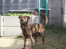 fot. schronisko w Łodzi