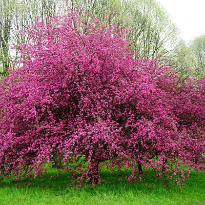 Jabłoń (Malus) , K. Biadasiewicz