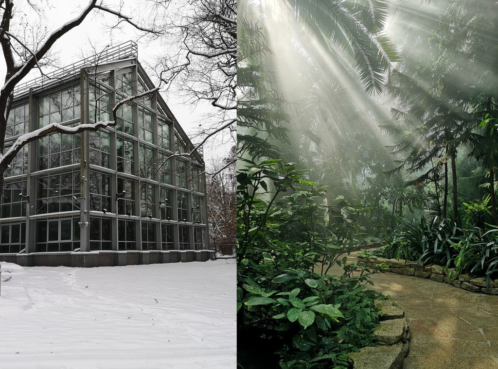 Ferie zimowe w Palmiarni Ogrodu Botanicznego