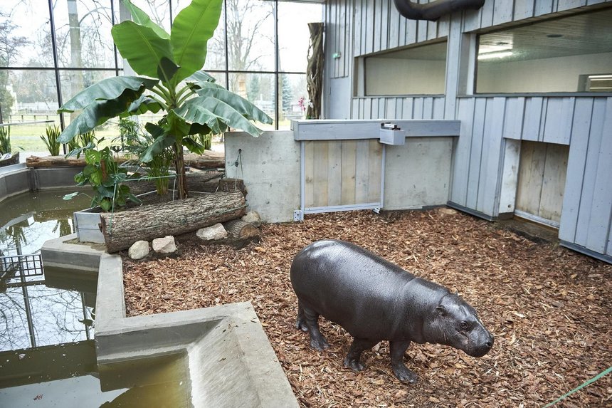 Randka w ciemno w łódzkim ZOO. Samica hipopotama karłowatego zamieszkała w łódzkim ogrodzie zoologicznym fot. Radosław Jóźwiak / mat. UMŁ