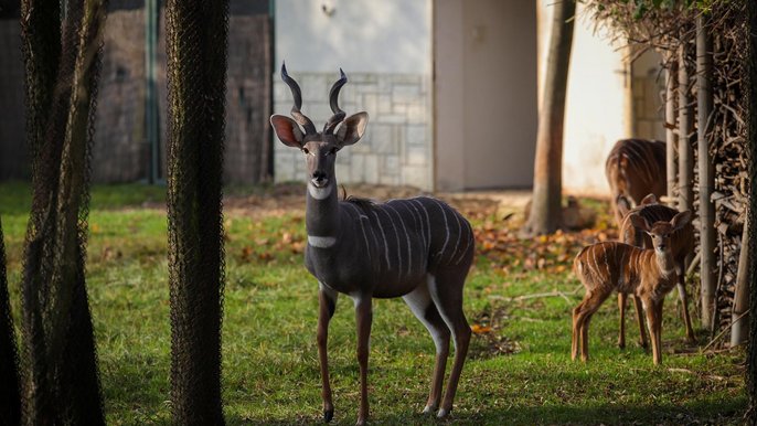 Kudu Kudu