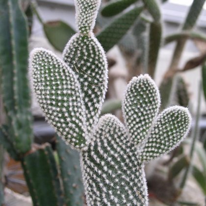 Opuncja Opuntia spp., Marcin Garbaczewski