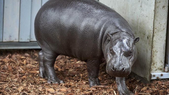 Randka w ciemno w łódzkim ZOO. Samica hipopotama karłowatego zamieszkała w łódzkim ogrodzie zoologicznym Randka w ciemno w łódzkim ZOO. Samica hipopotama karłowatego zamieszkała w łódzkim ogrodzie zoologicznym - fot. Radosław Jóźwiak / mat. UMŁ