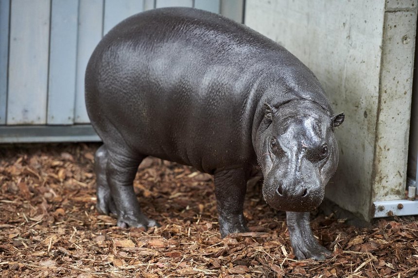 Randka w ciemno w łódzkim ZOO. Samica hipopotama karłowatego zamieszkała w łódzkim ogrodzie zoologicznym fot. Radosław Jóźwiak / mat. UMŁ