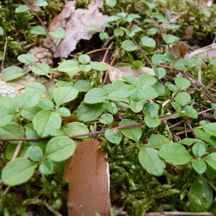 Zimoziół północny (Linnaea borealis L.) 