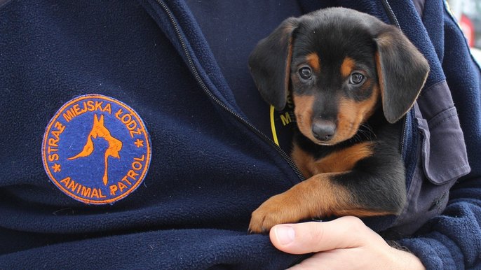 Animal Patrol wysunął się na prowadzenie! Jeszcze trzy dni głosowania w Budżecie Obywatelskim - mat. SM w Łodzi