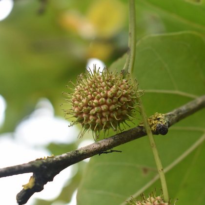 Platan zachodni (Platanus occidentalis L.) for A. Bednarek-Reszka