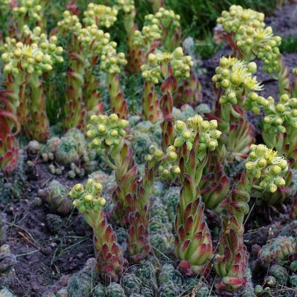 Rojnik orzęsiony (Sempervivum ciliosum Craib.), K. Biadasiewicz