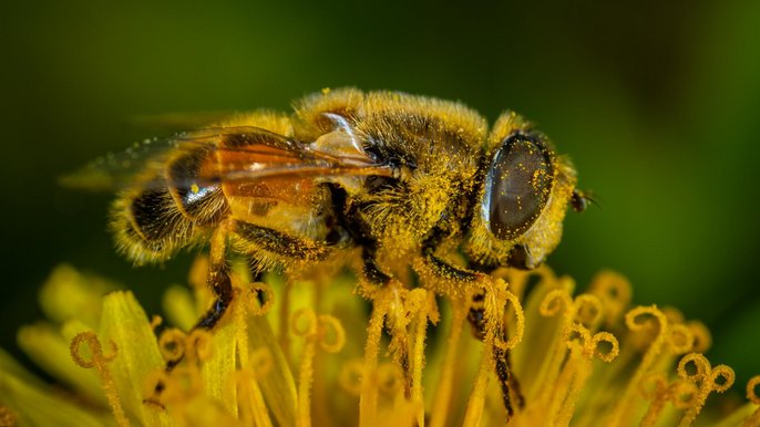Pszczoła w pyłku na kwiecie. - C00 licence