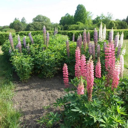 Odmiany ogrodowe łubinu trwałego (Lupinus polyphyllus Lindl.) , K. Biadasiewicz