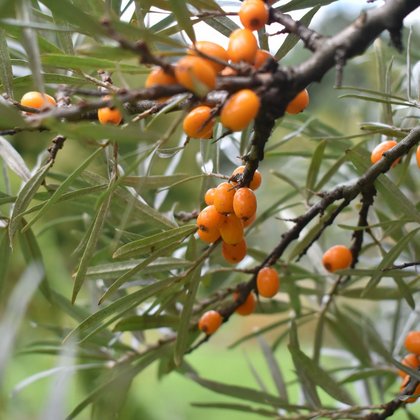 Rokitnik zwyczajny (Hippophae rhamnoides L.) fot. A. Bednarek-Reszka